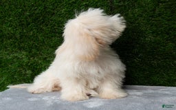 Maltipoo dogs for sale: Rebecca - Image 15