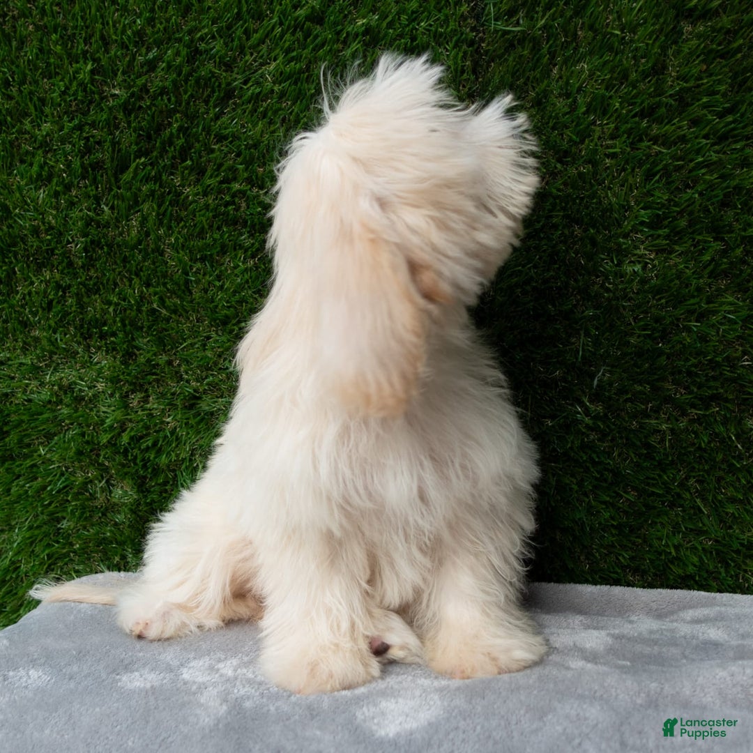 Maltipoo dogs for sale: Rebecca - Image 15