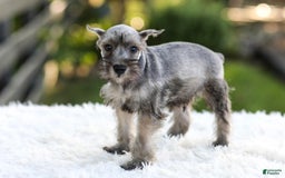 Miniature Schnauzer dogs for sale: Buddy - Image 12
