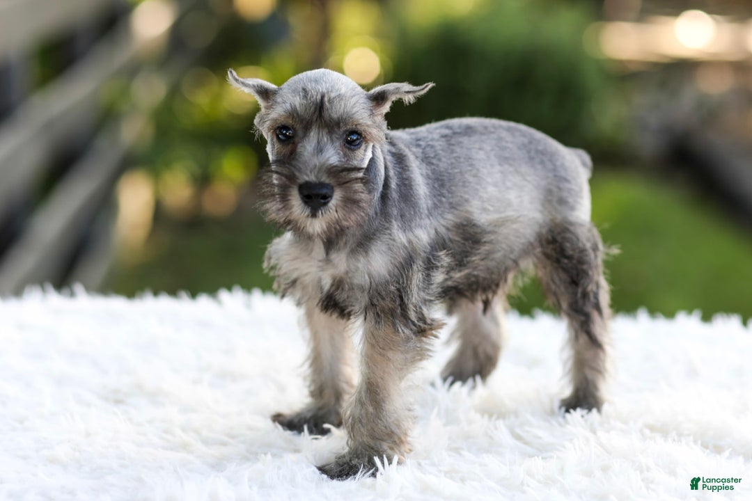 Miniature Schnauzer dogs for sale: Buddy - Image 12
