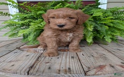 Goldendoodle dogs for sale: Cash - Image 22