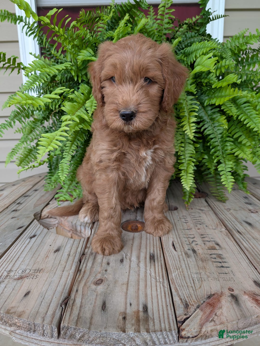Goldendoodle dogs for sale: Cash - Image 22