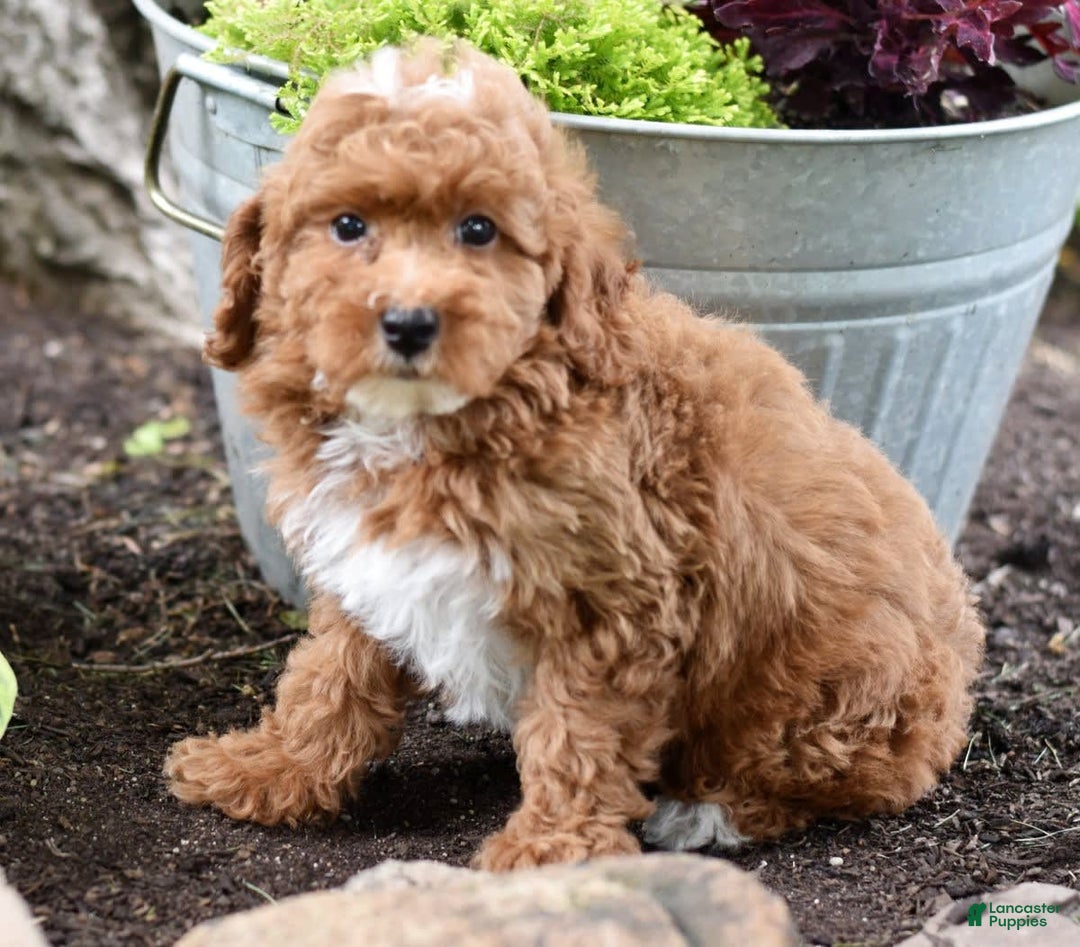 Miniature Poodle dogs for sale: Lucky - Image 7