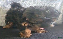 Yorkiepoo dogs for sale: Brownie - Image 2