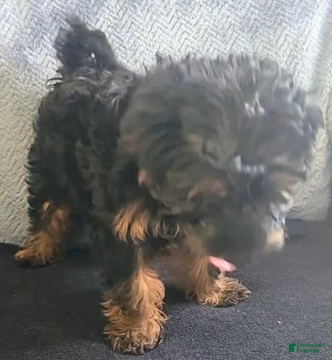 Yorkiepoo dogs for sale: Brownie - Image 2