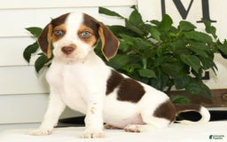 Beagle dogs for sale: Primrose - Image 2