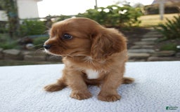 Cavalier King Charles Spaniel dogs for sale: Cruz - Image 4