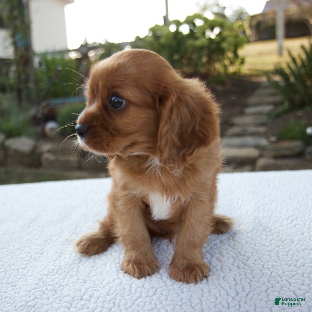 Cavalier King Charles Spaniel dogs for sale: Cruz - Image 4