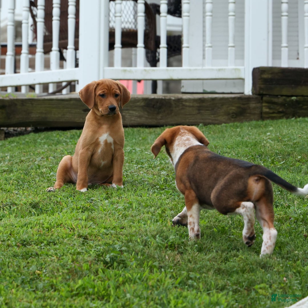 Beagle dogs for sale: Chief - Image 12