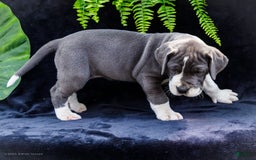 Great Dane dogs for sale: Missy - Image 1
