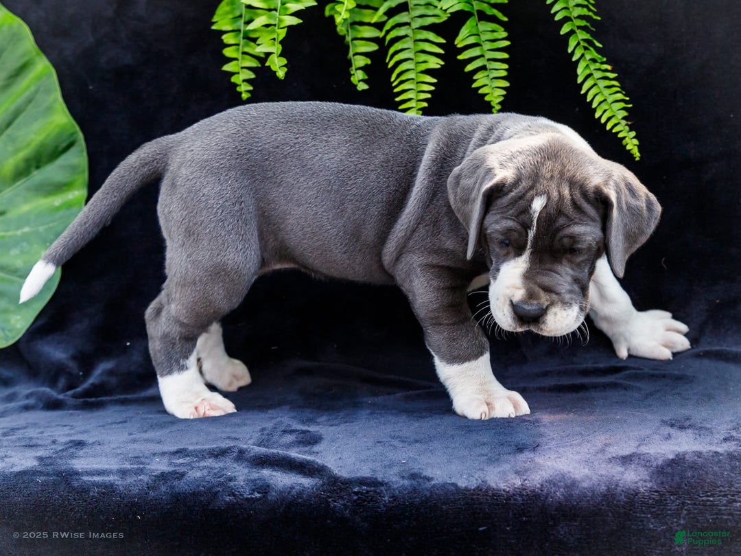 Great Dane dogs for sale: Missy - Image 1