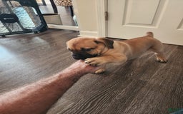 Cane Corso dogs for sale: Fawn male - Image 1