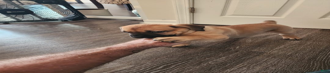 Fawn male
