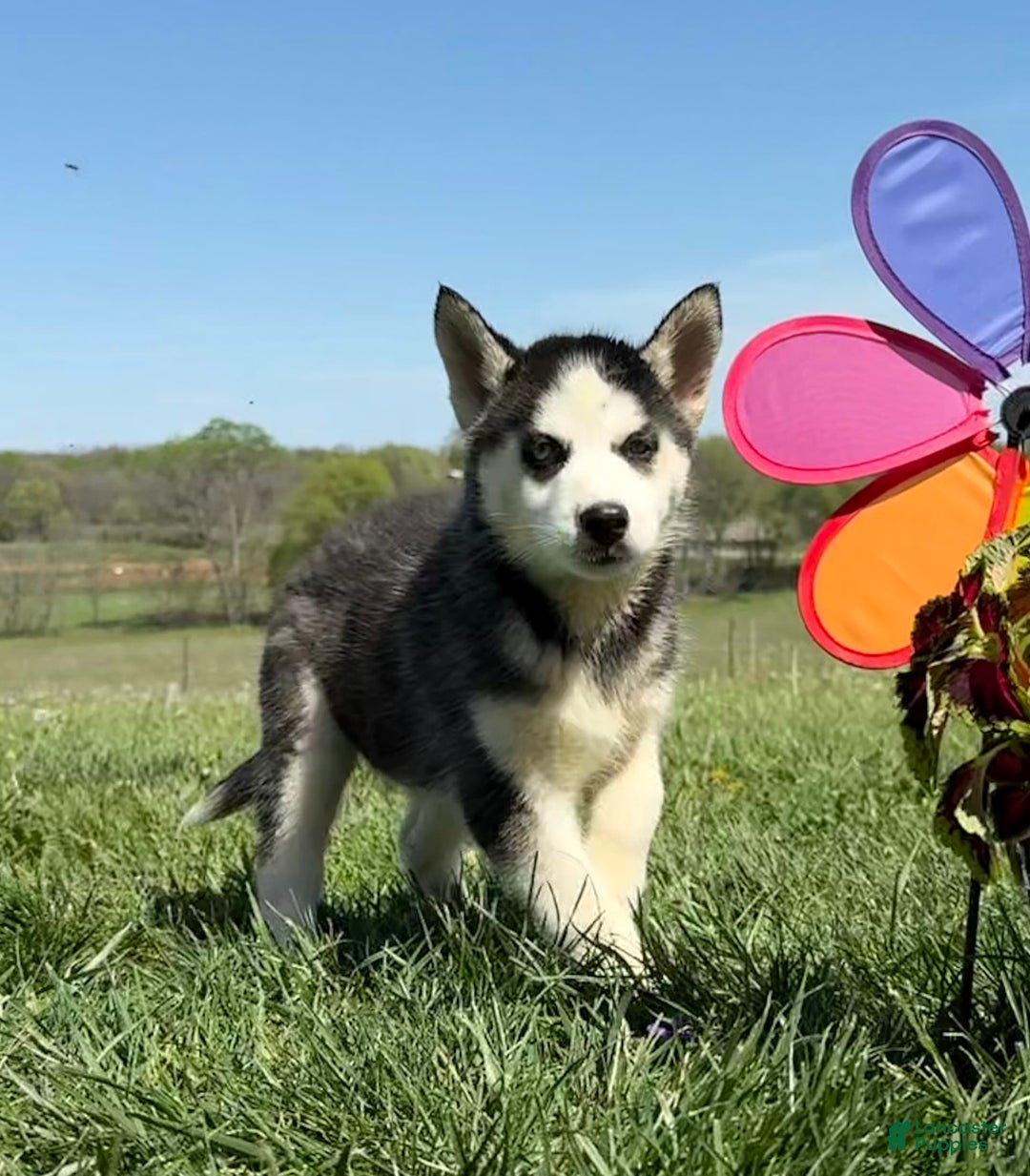Siberian Husky dogs for sale: Nova Female 6 - Image 5