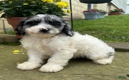 Cavapoo dogs for sale: Frankie - Image 5