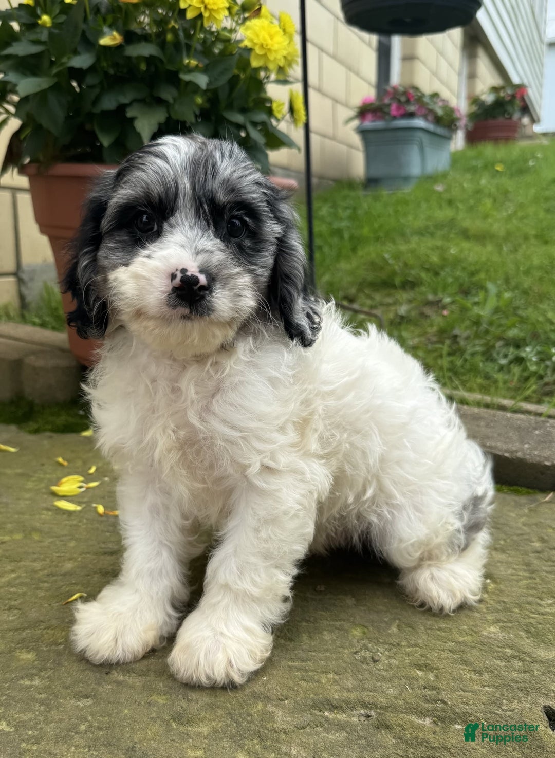 Cavapoo dogs for sale: Frankie - Image 5
