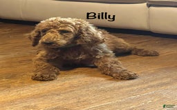 Standard Poodle dogs for sale: Billy - Image 8