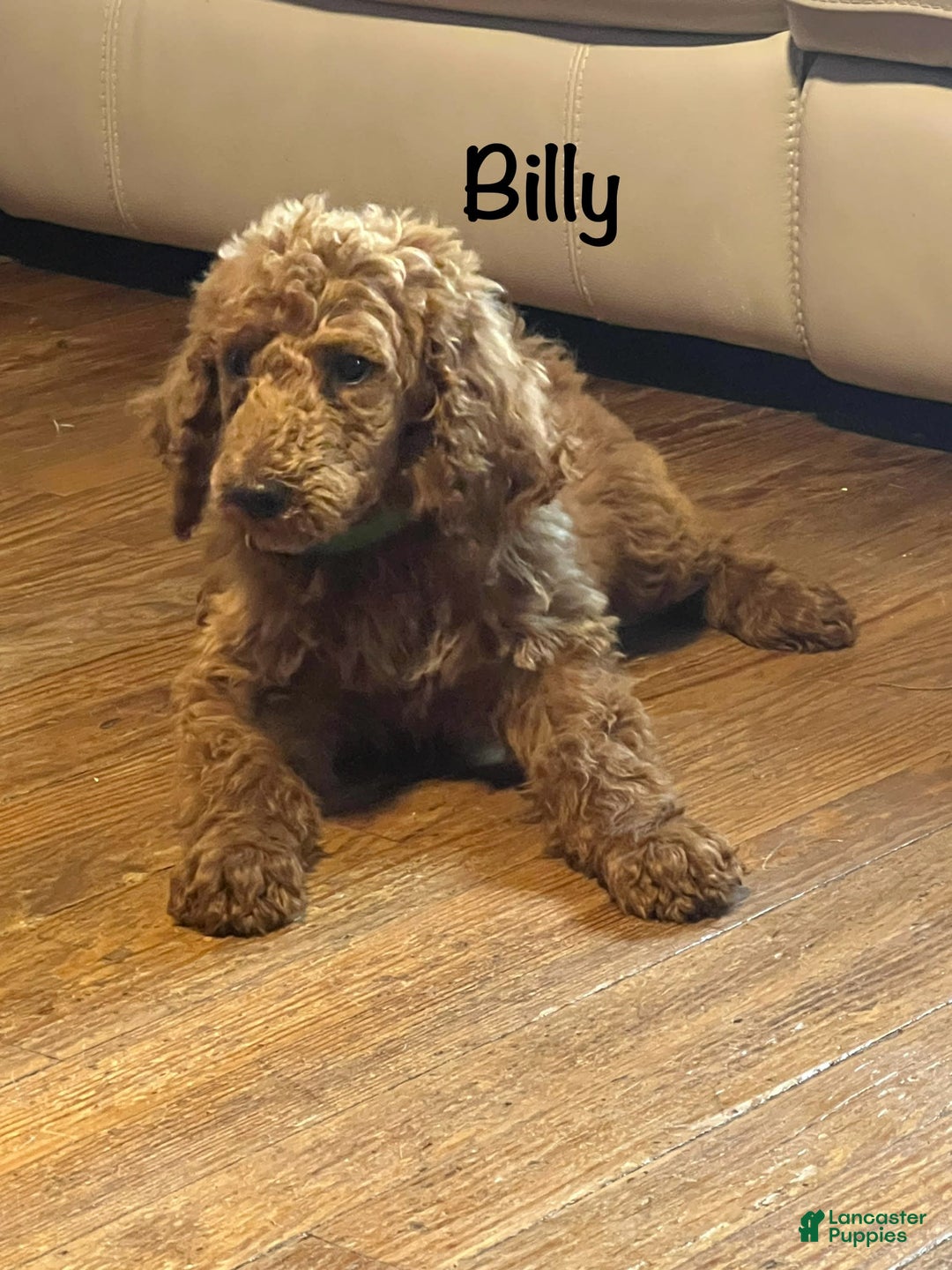 Standard Poodle dogs for sale: Billy - Image 8