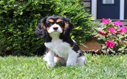 Cavalier King Charles Spaniel dogs for sale: Missy - Image 25