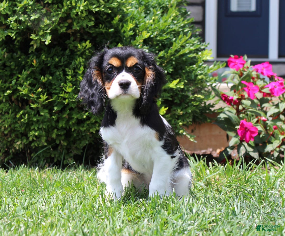 Cavalier King Charles Spaniel dogs for sale: Missy - Image 25