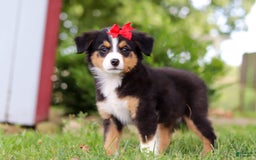 Mini Bernedoodle dogs for sale: Nova - Image 4