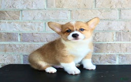 Welsh Corgi Pembroke dogs for sale: Welsh Corgi (Pembroke) 5 puppies - Image 19