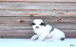 Miniature Poodle dogs for sale: Moe - Image 1