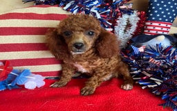 Toy Poodle dogs for sale: Elvis - Image 6