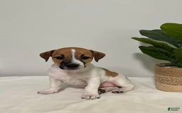 Jack Russell Terrier dogs for sale: Rose - Image 5