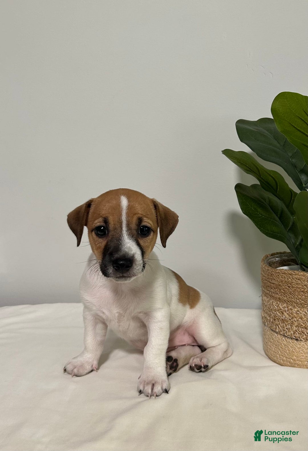 Jack Russell Terrier dogs for sale: Rose - Image 5