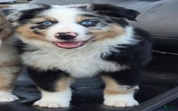 Australian Shepherd dogs for sale: Finn - Image 3