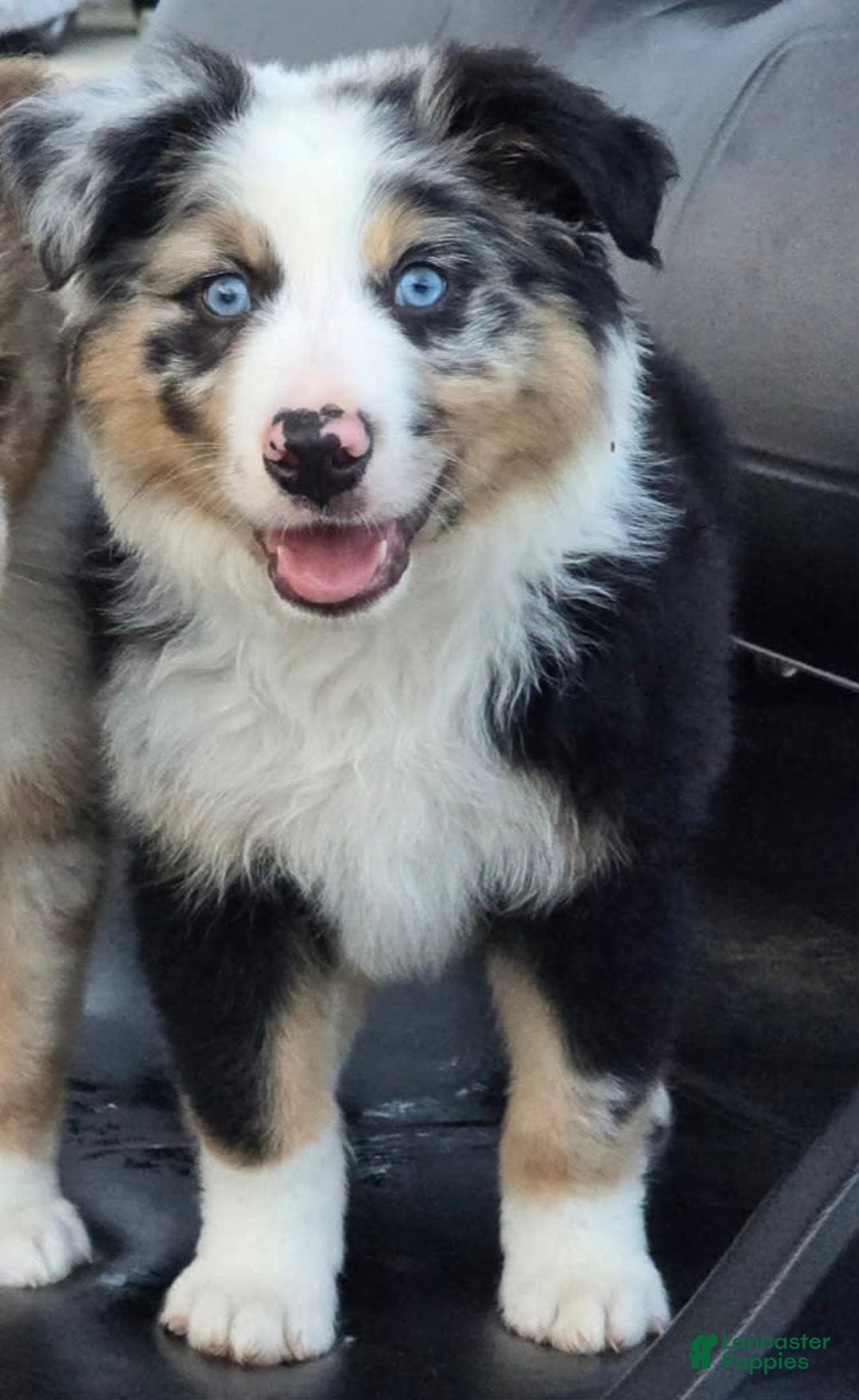 Australian Shepherd dogs for sale: Finn - Image 3