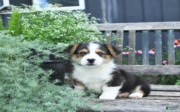 Welsh Corgi Pembroke dogs for sale: Hudson - Image 1