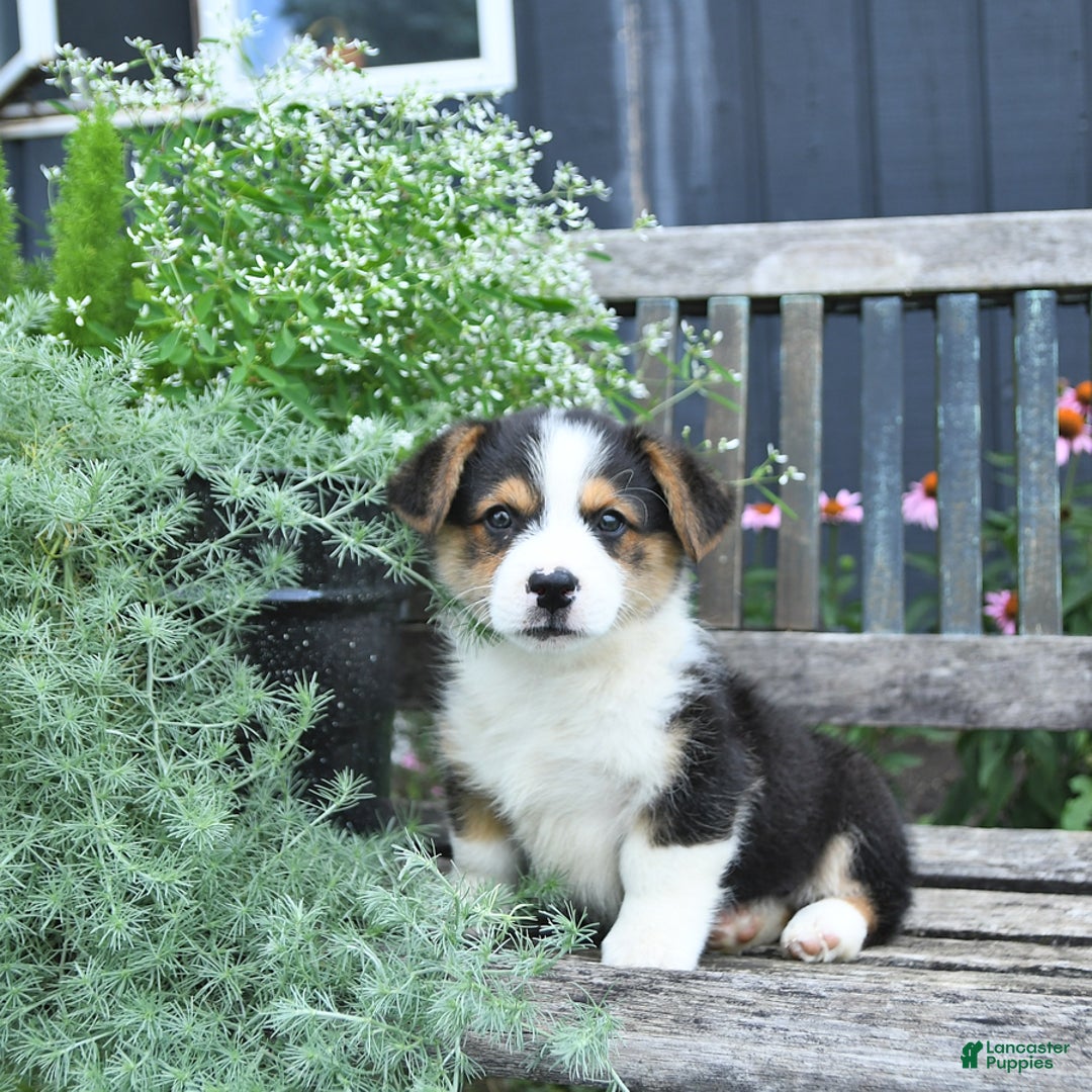 Welsh Corgi Pembroke dogs for sale: Hudson - Image 1