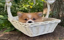 Pomeranian dogs for sale: Betsy - Image 9
