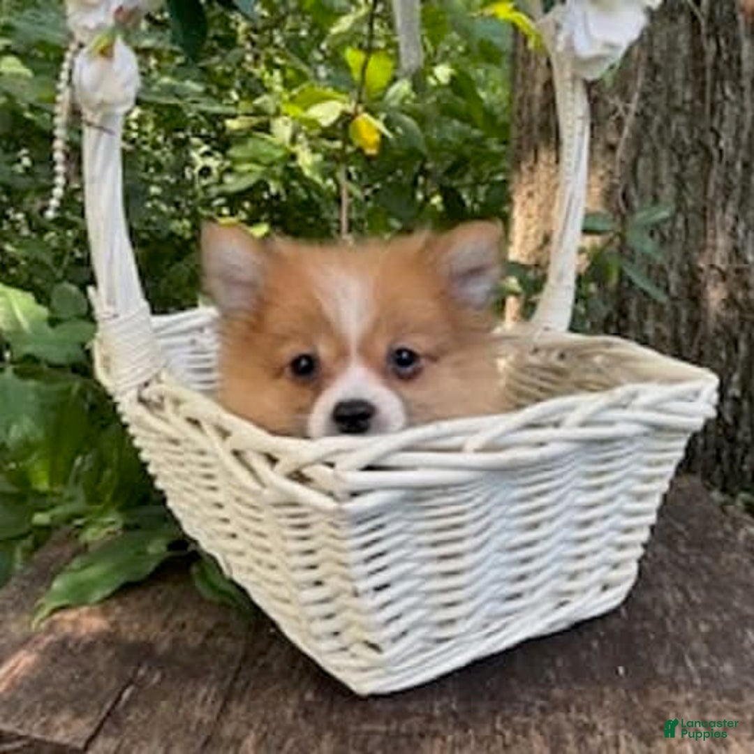 Pomeranian dogs for sale: Betsy - Image 9