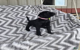 Labrador Retriever dogs for sale: Chester - Image 4