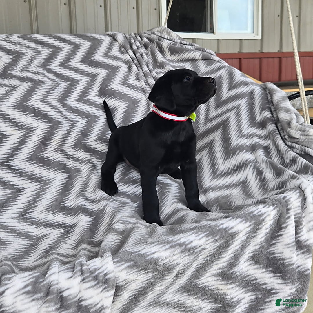 Labrador Retriever dogs for sale: Chester - Image 4