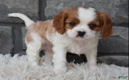 Cavalier King Charles Spaniel dogs for sale: Buster - Image 10