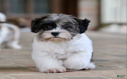 Shihpoo dogs for sale: Huey - Image 3