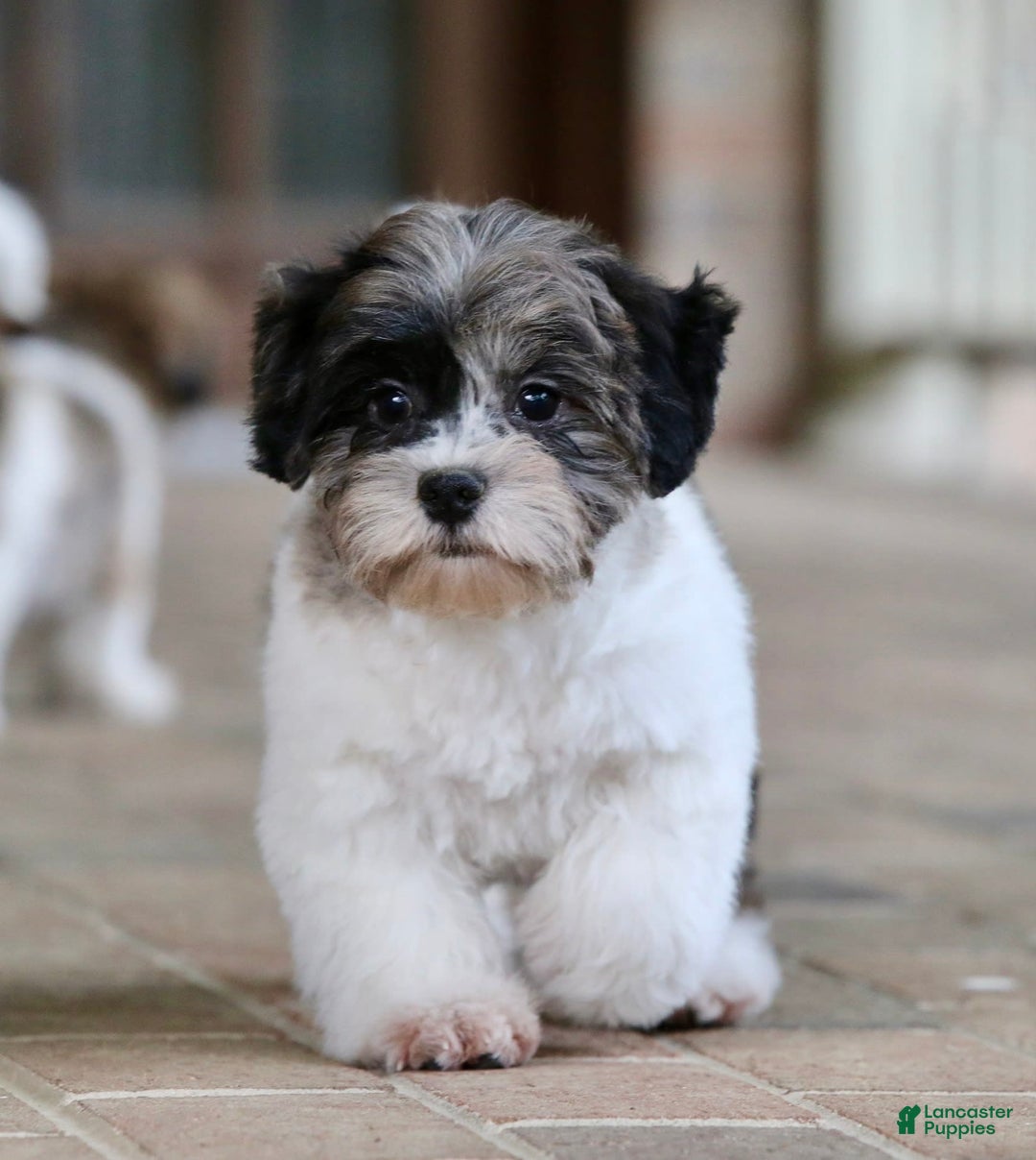 Shihpoo dogs for sale: Huey - Image 3