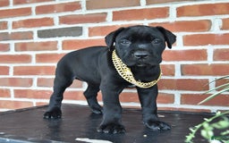 Cane Corso dogs for sale: Cassy - Image 1