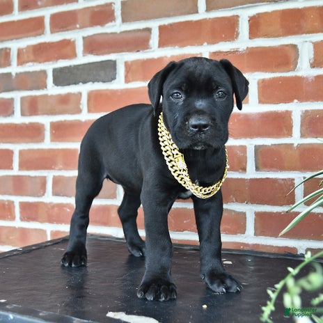 Cane Corso dogs for sale - Ad 2