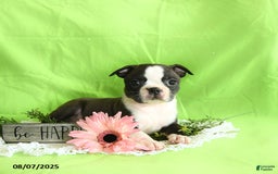 Boston Terrier dogs for sale: Lucky - Image 2