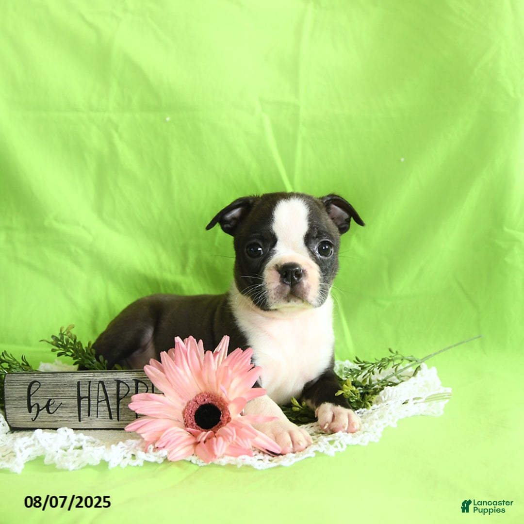 Boston Terrier dogs for sale: Lucky - Image 2