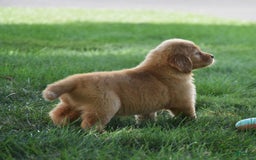 Golden Retriever dogs for sale: Golden Retriever 8 puppies - Image 30