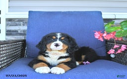 Bernese Mountain Dog dogs for sale: Annie - Image 6