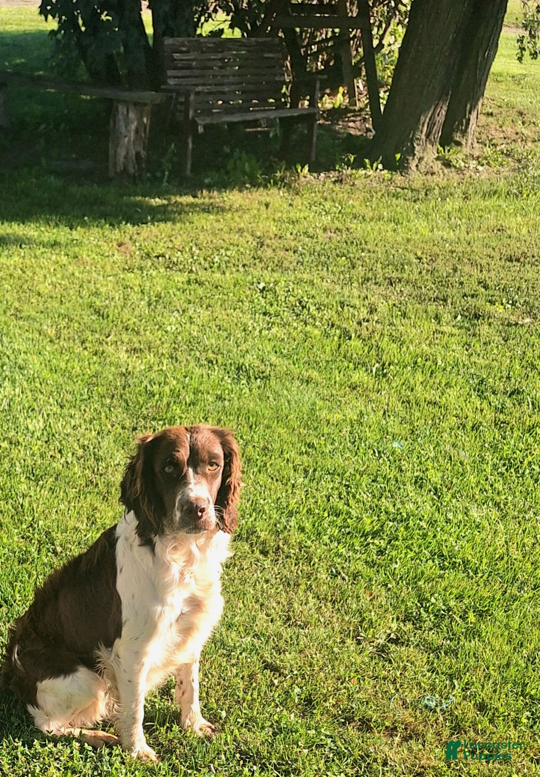 English Springer Spaniel dogs for sale: Bernie - Image 4