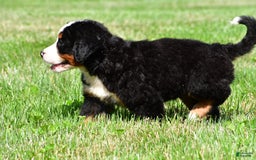 Bernese Mountain Dog dogs for sale: Bella - Image 10