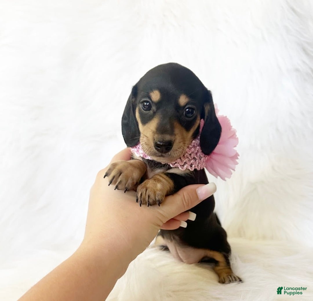 Miniature Dachshund dogs for sale: Akc Lola - Image 7